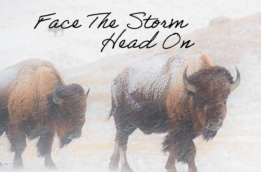 buffalo in snow storm with words "Face the Storm Head On"